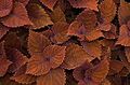 Coleus .jpg