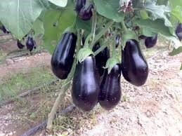 مدونة زراعية